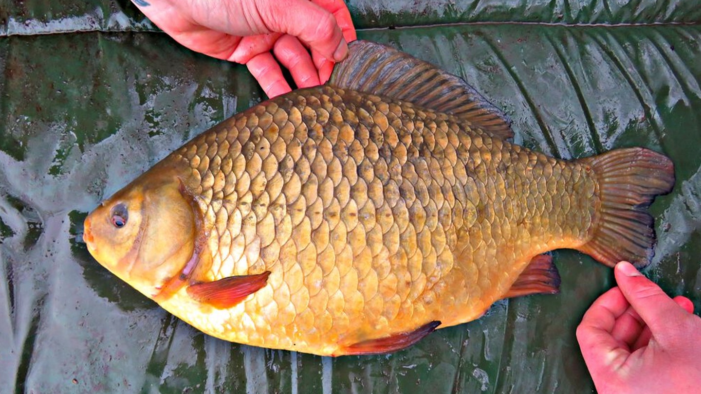 Crucian carp online